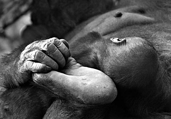 Gorilla and Child