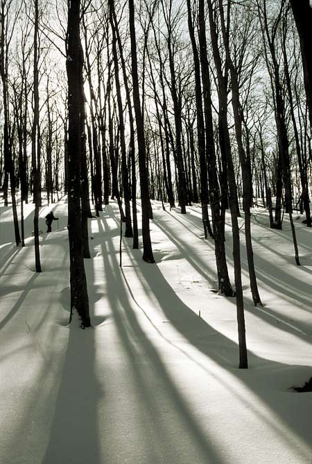Long Shadows of Winter