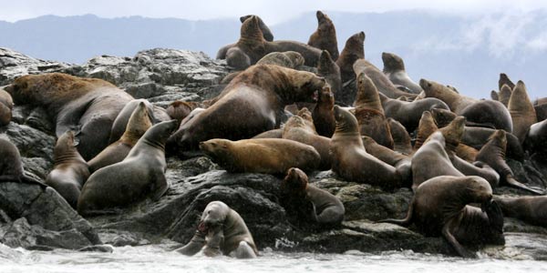Stellar Sea Lions