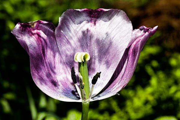 Purple Tulip