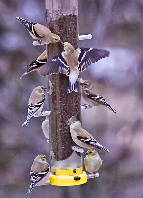 American Goldfinch