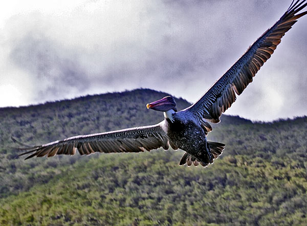 Pelican