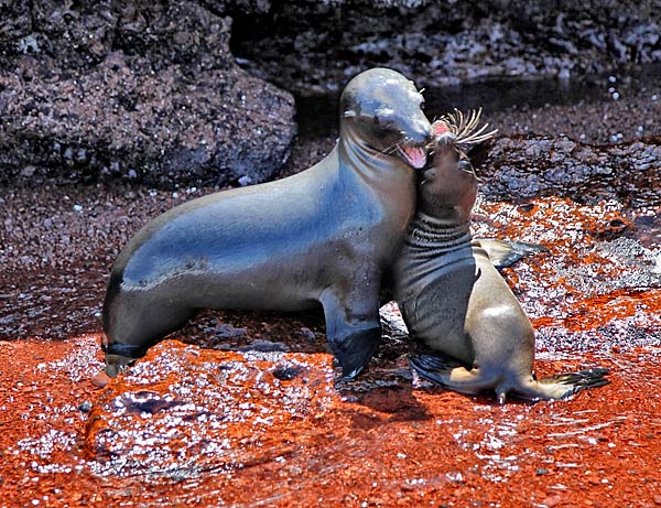 Sea Lions at Play