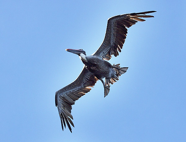 Pelican