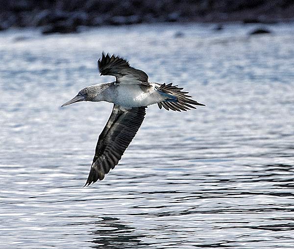 Blue-footed Booby
