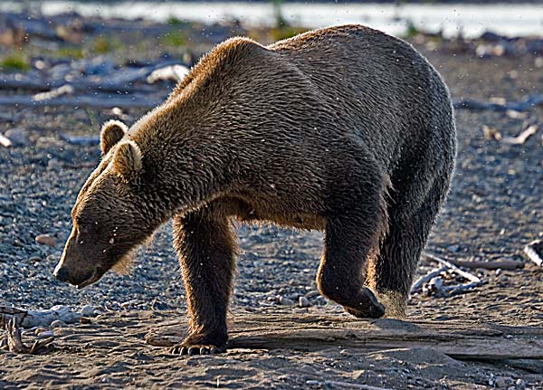Grizzly Bear
