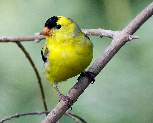 Goldfinch