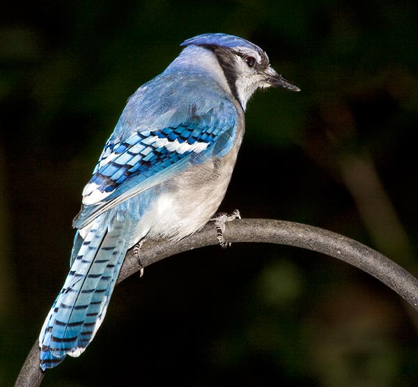 Blue Jay