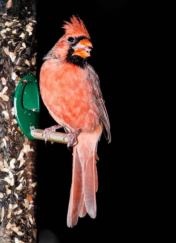 Cardinal