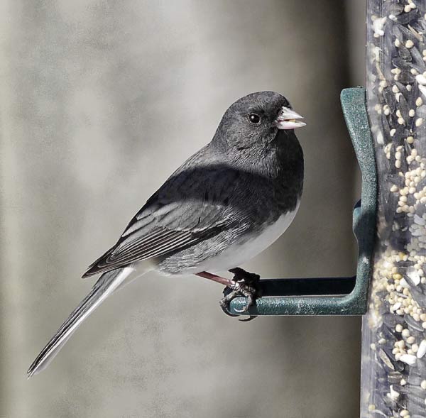  Black-capped Chickadee