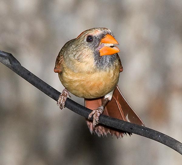 Northern Cardinal