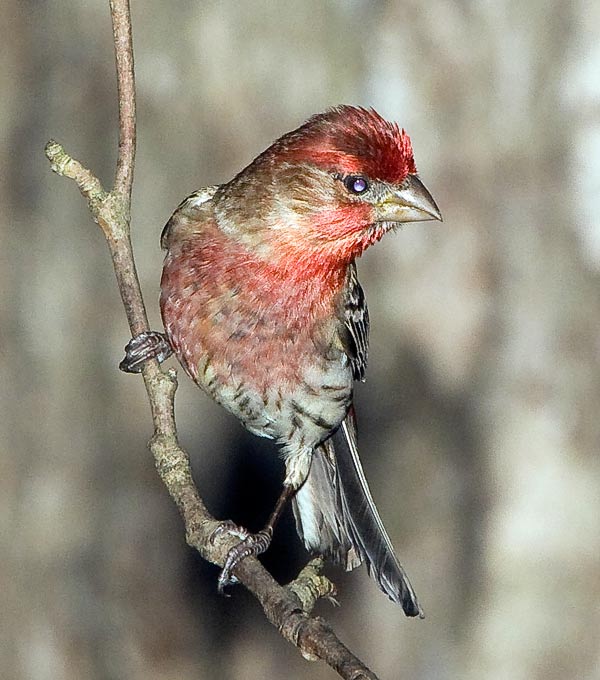 House Finch #2