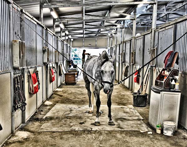 Horse Show #1