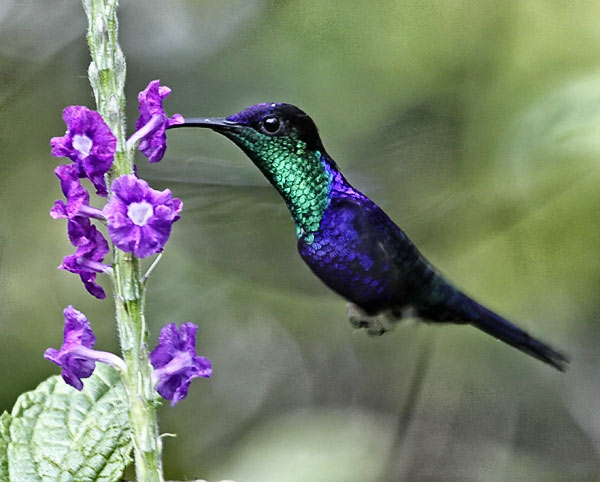Hummingbird
