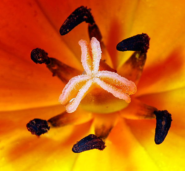 Tulip #1