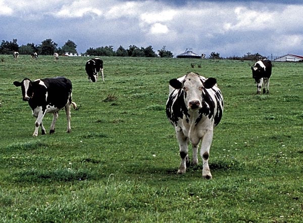 Cow