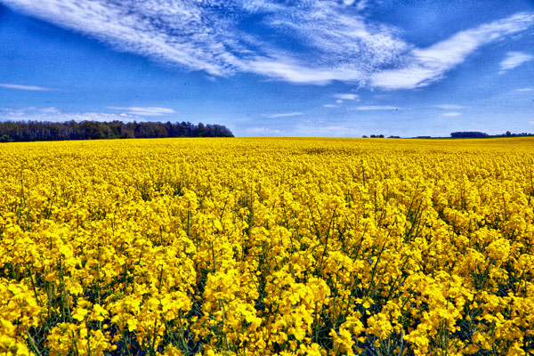 Colza Field