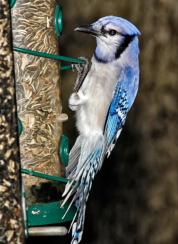 Blue Jay