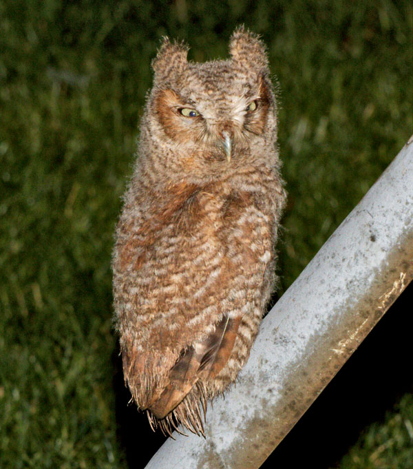 Screech Owl