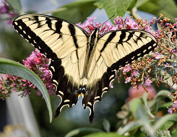 Easter Tiger Swallowtail