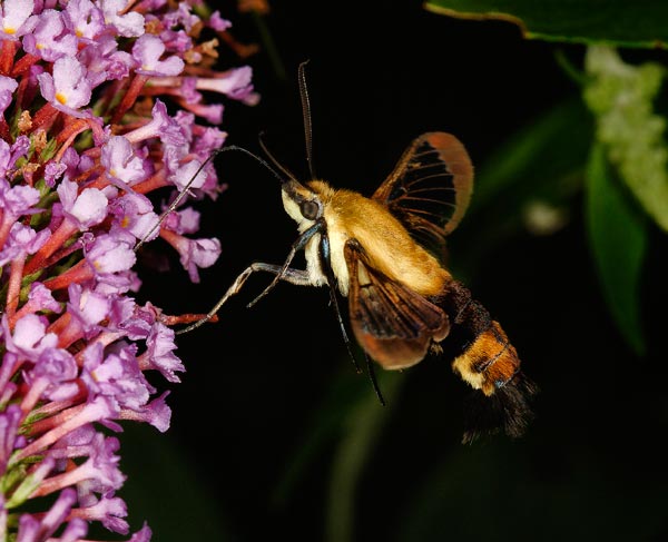 Hummingbird Moth