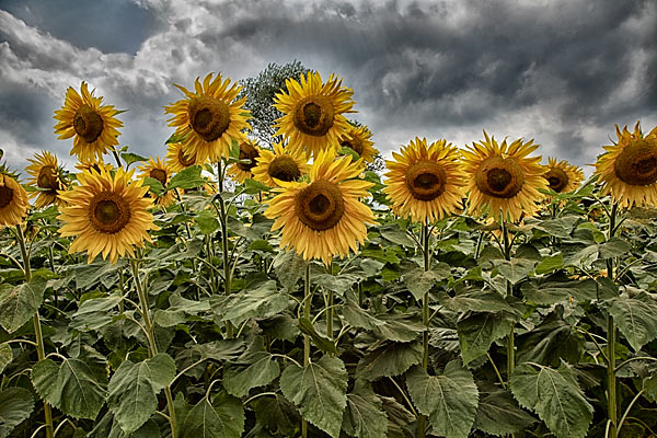 Sunflowers