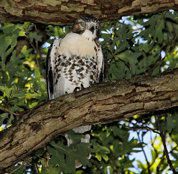 Red-tailed Hawk