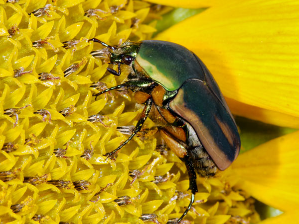 Beetle on a Sunflower