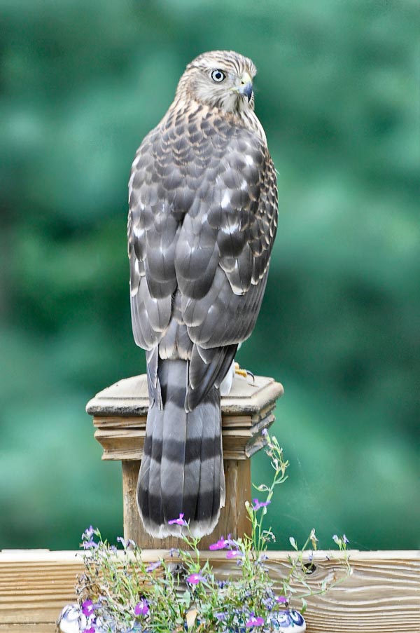 Hawk