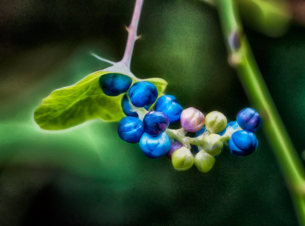 Berries
