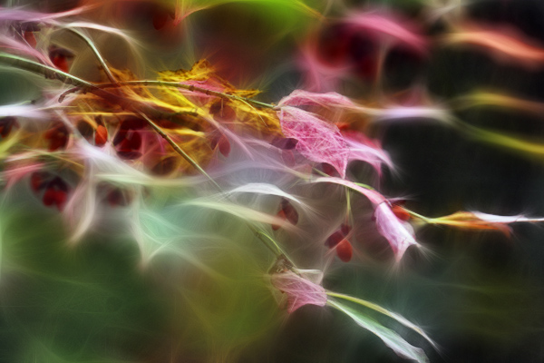 Autumn Colors