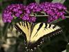Eastern Tiger Swallowtail