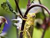 Grasshopper