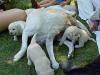 Puppies
