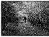 A Walk in the Woods