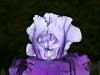 Purple Iris
