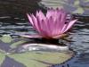 Water Lily