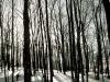 Long Shadows of Winter