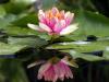 Waterlily