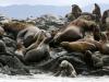 Stellar Sea Lions