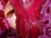 Orchid