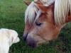 Niki with Horses