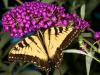 Yellow Swallowtail