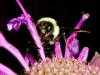 Bee Feeding