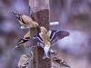 American Goldfinch