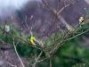 American Goldfinch