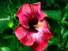 Red Hibiscus