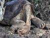Lonesome George