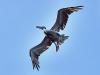 Pelican