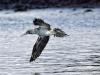 Blue-footed Booby